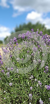 Beautiful fragrant lavender by the road Â 